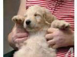 Goldendoodle Puppy for sale in WILLARD, MO, USA