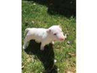 Bull Terrier Puppy for sale in Cedar City, UT, USA
