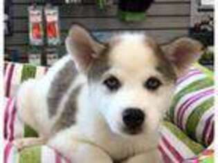Siberian Husky Puppy for sale in WETHERSFIELD, CT, USA