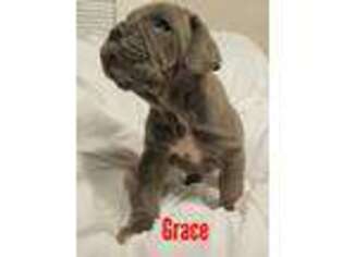 Neapolitan Mastiff Puppy for sale in Birmingham, AL, USA