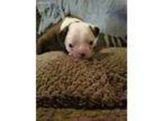 Boston Terrier Puppy for sale in Glasgow, KY, USA