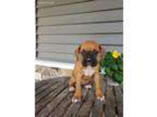 Boxer Puppy for sale in Watsontown, PA, USA