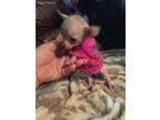 Chihuahua Puppy for sale in Beeville, TX, USA