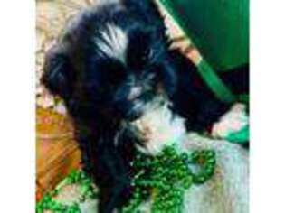 Shih-Poo Puppy for sale in Denver, CO, USA