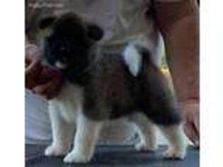 Akita Puppy for sale in Murrayville, GA, USA