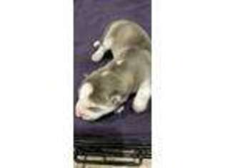 Siberian Husky Puppy for sale in West Hempstead, NY, USA