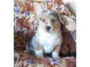 Pembroke Welsh Corgi Puppy for sale in Milton Freewater, OR, USA