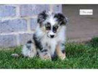 Miniature Australian Shepherd Puppy for sale in Salt Lake City, UT, USA