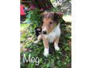 Collie Puppy for sale in Pittston, PA, USA