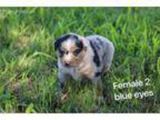 Miniature Australian Shepherd Puppy for sale in Frost, TX, USA