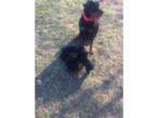 Rottweiler Puppy for sale in Cleveland, TN, USA