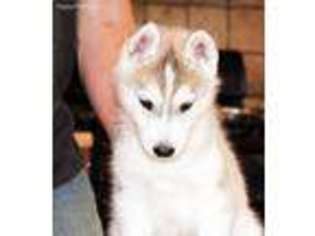 Siberian Husky Puppy for sale in Clarion, PA, USA