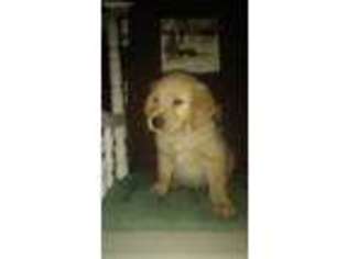 Golden Retriever Puppy for sale in Cornwall, VT, USA
