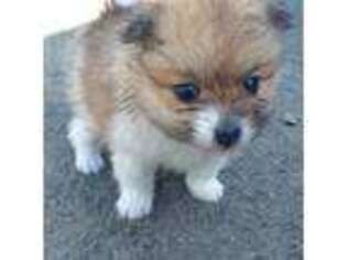 Pomeranian Puppy for sale in West Chester, PA, USA