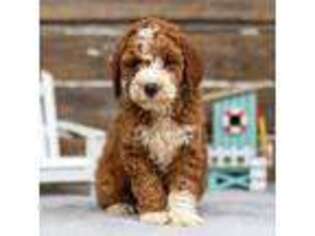Goldendoodle Puppy for sale in Goshen, IN, USA