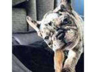 French Bulldog Puppy for sale in Cal Nev Ari, NV, USA