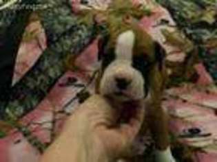 Boxer Puppy for sale in Ashton, ID, USA