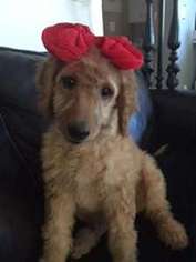 Goldendoodle Puppy for sale in Rapid City, SD, USA