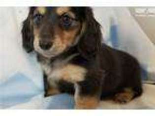 Dachshund Puppy for sale in Chicago, IL, USA