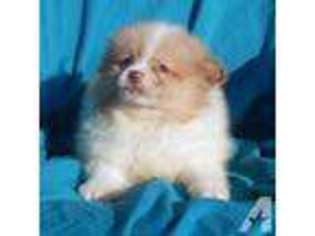 Pomeranian Puppy for sale in ROCKWALL, TX, USA