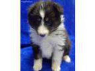 Shetland Sheepdog Puppy for sale in Vicksburg, MS, USA