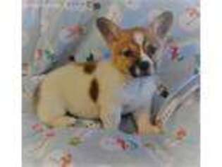 Pembroke Welsh Corgi Puppy for sale in West Plains, MO, USA