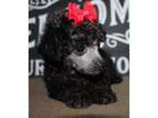 Mutt Puppy for sale in Powderly, TX, USA