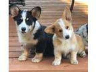 Pembroke Welsh Corgi Puppy for sale in Brownsville, OR, USA