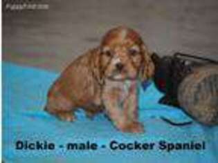 Cocker Spaniel Puppy for sale in Monticello, KY, USA