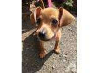 Chiweenie Puppy for sale in JERSEY CITY, NJ, USA