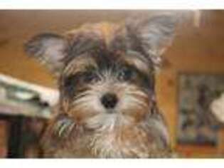 Yorkshire Terrier Puppy for sale in Leonard, TX, USA