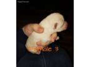 Mutt Puppy for sale in Frisco City, AL, USA