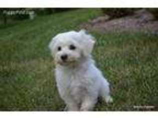 Mutt Puppy for sale in Ruckersville, VA, USA