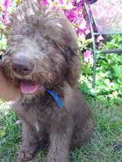 Labradoodle Puppy for sale in Floral City, FL, USA