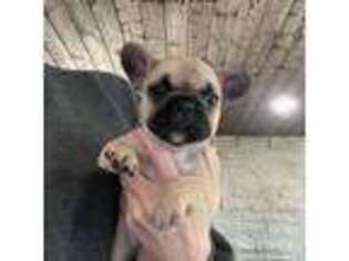French Bulldog Puppy for sale in Madras, OR, USA