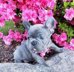 French Bulldog Puppy for sale in Ledyard, CT, USA