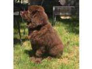 Newfoundland Puppy for sale in Monroeville, PA, USA