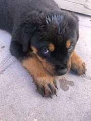 Rottweiler Puppy for sale in Chula Vista, CA, USA