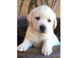 Labrador Retriever Puppy for sale in Simi Valley, CA, USA