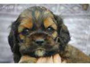 Cocker Spaniel Puppy for sale in Oakland, OR, USA