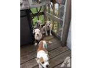 American Bulldog Puppy for sale in CLEVELAND, OH, USA