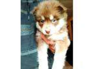 Mutt Puppy for sale in Halsey, OR, USA