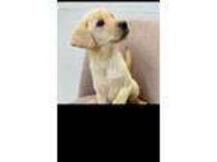 Labrador Retriever Puppy for sale in Haverhill, MA, USA