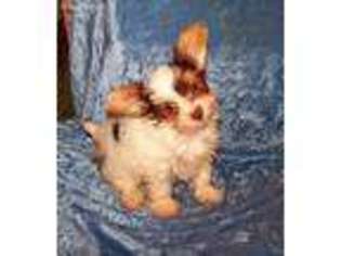 Yorkshire Terrier Puppy for sale in Prairie Grove, AR, USA