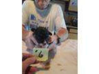 Pembroke Welsh Corgi Puppy for sale in Oak Park, MN, USA