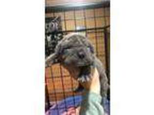 Neapolitan Mastiff Puppy for sale in Buras, LA, USA