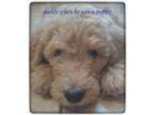 Labradoodle Puppy for sale in Mcallen, TX, USA