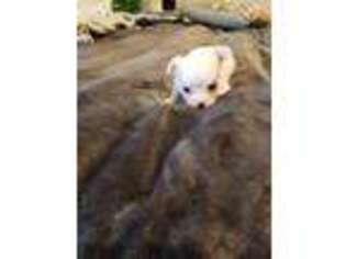 Chihuahua Puppy for sale in Athens, TN, USA