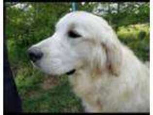 Golden Retriever Puppy for sale in Catawba, NC, USA