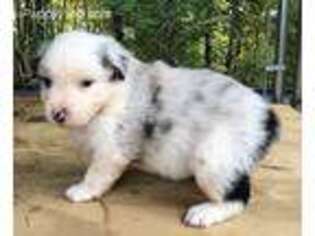 Australian Shepherd Puppy for sale in Rock Spring, GA, USA